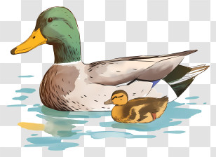 Watercolor Mallard Ducks - Duck And Duckling Cartoon Illustration Transparent PNG