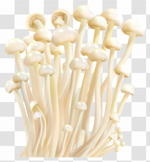 Enoki Mushroom - White Enoki Mushroom Cluster Illustration Transparent PNG