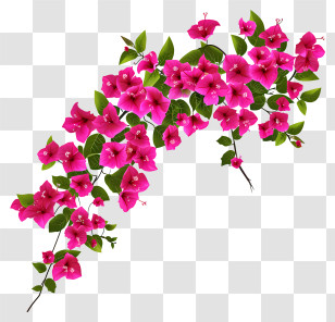 Bougainvillea Simplistic Vector Art - Beautiful Pink Bougainvillea Flowers Transparent PNG