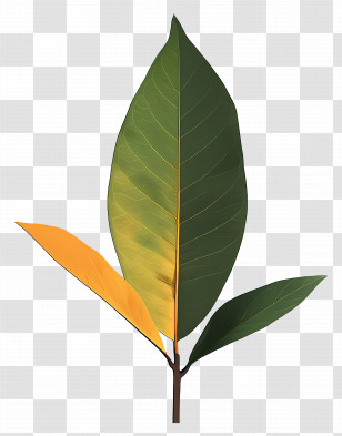 Green Leaf - Realistic Green Leaf Botanical Illustration Transparent PNG