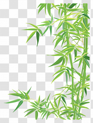 Bamboo Leaf Border - Green Bamboo Plant Illustration Transparent PNG