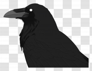 Crow - Mysterious Black Raven Transparent PNG
