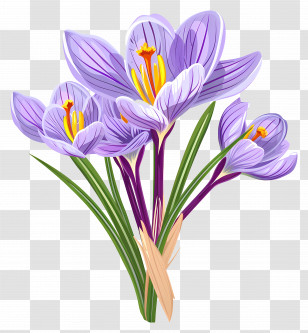 Saffron Flowers - Purple Crocus Flowers In Bloom Transparent PNG