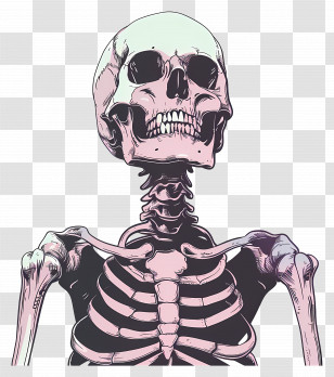 Skeleton - Detailed Human Skeleton Illustration Transparent PNG