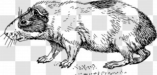 Guinea Pig Cage Clip Art - Pocket Pet Transparent PNG