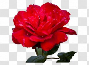 Garden Roses Cabbage Rose Floribunda Cut Flowers - Family - Flower Transparent PNG