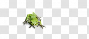 Tree Frog Green Pattern Transparent PNG
