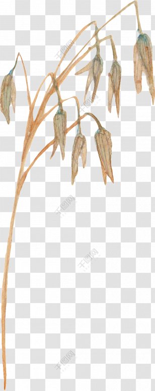 Trunk Leaf Image Plant Stem - Blad Ornament Transparent PNG