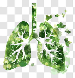World Asthma Day - Green Watercolor Lungs For Environmental Health Concept Transparent PNG