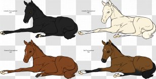 Mule Foal Stallion Mare Colt - Mane - Mustang Transparent PNG