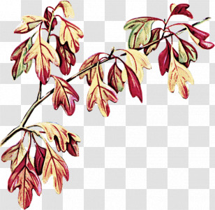 Floral Design Transparent PNG