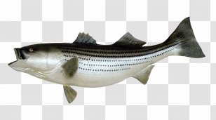 Fishing Fish As Food Transparent PNG