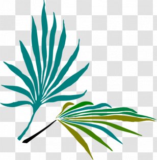 Frond Arecaceae Palm-leaf Manuscript Clip Art - Flower - Leaf Transparent PNG