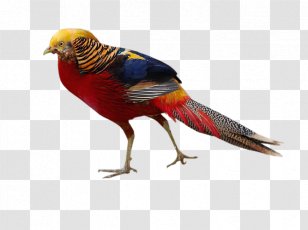 Golden Pheasant Bird Phasianinae Silver Transparent PNG