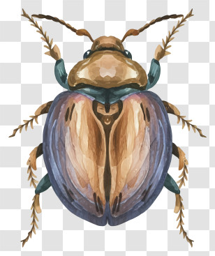 Cartoon - Watercolor Beetle Illustration Transparent PNG