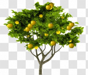 Stock Photography Lemon - Plant Transparent PNG