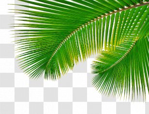 Palm Tree Leaf - Sabal Palmetto - Borassus Flabellifer Flower Transparent PNG