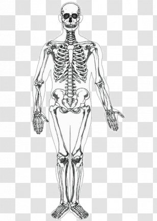 Human Skeleton Body Homo Sapiens Drawing - Heart - Bones Transparent PNG