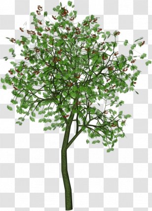 Tree Landscape Architecture Trunk - Flowers Plan Transparent PNG
