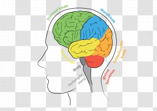 Brain Agy Frontal Lobe Matbord Leadership - Frame - Small Stools Transparent PNG