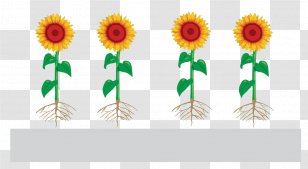 Common Sunflower Function-spacer-lipid Kode Construct Seed Monomer Presentation - Coating Transparent PNG
