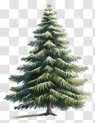 Fir Tree - Bright Lush Green Pine Tree Transparent PNG