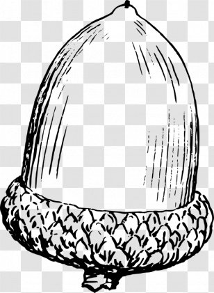 Acorn Drawing Line Art - Plant - Oak Transparent PNG