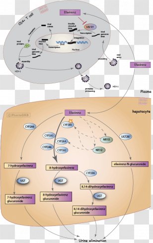 Efavirenz Mechanism Of Action Pharmaceutical Drug Management HIV/AIDS Nevirapine - Metabolism - Pathways Transparent PNG