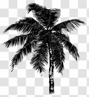 Coconut Black Tree - Black And White Palm Tree Illustration Transparent PNG