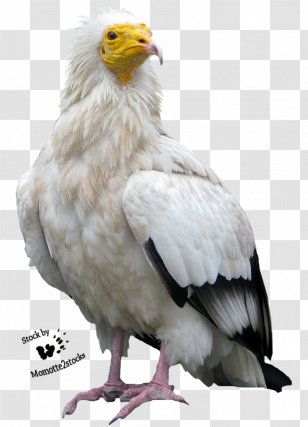 Vulture Harpy Eagle, eagle, animals, galliformes png