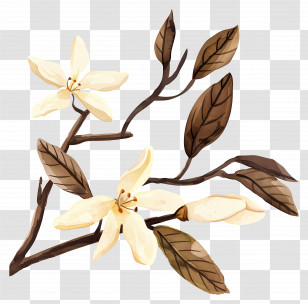 Vanilla - Vanilla Flowers And Branch Illustration Transparent PNG