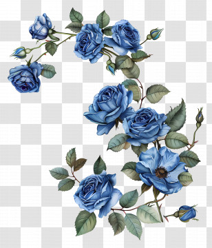 Blue Roses - Blue Roses On Vines In Illustration Transparent PNG