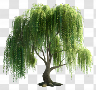 3d Tree - Beautiful Weeping Willow Tree In Nature Transparent PNG