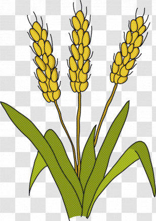 Plant Flower Yellow Poker Primrose Plant Stem Transparent PNG
