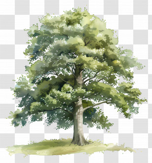 Beech Tree - Tree With Green Foliage In Watercolor Artwork Transparent PNG