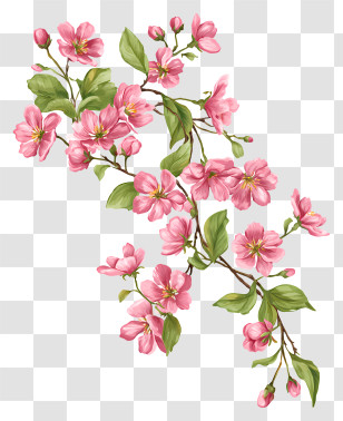 Cherry Blossom Vine - Pink Flowers On Branch Transparent PNG