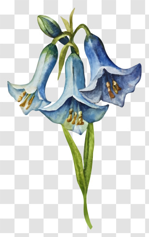 Watercolor Painting - Beautiful Blue Bell Flowers Transparent PNG