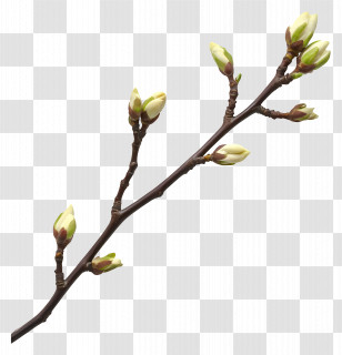 Tree Buds - Branch With Budding Flowers Transparent PNG