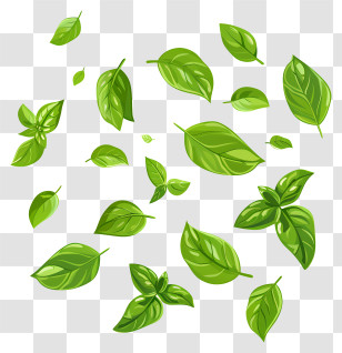 Basil - Fresh Green Basil Leaves Illustration Transparent PNG
