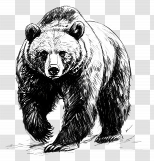 Grizzly Bear - Wild Bear Illustration Transparent PNG