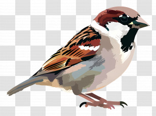 Sparrow - Sparrow Bird Illustration Transparent PNG