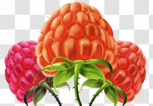 Raspberry Frutti Di Bosco Icon - Superfood - Creative Hand-painted Effect Transparent PNG