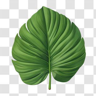 Tropical Leaf - Green Tropical Leaf Illustration Transparent PNG