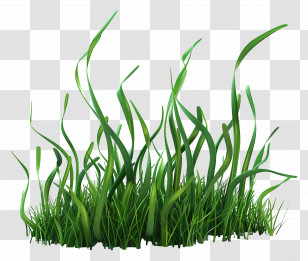 Grass Long - Bright Green Grass For Spring Gardens Transparent PNG