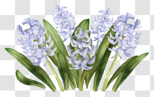 Cartoon - Beautiful Purple Hyacinth Flowers Transparent PNG