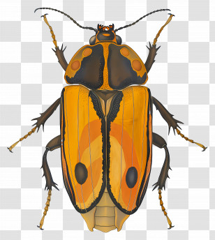 Beetle - Orange And Black Beetle Illustration Transparent PNG