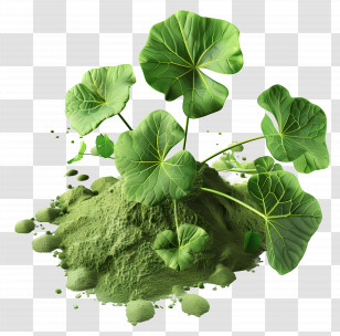 Gotu Kola Powder - Green Plant With Powder Transparent PNG