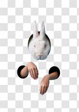 Rabbit Easter Bunny - Ear - White Transparent PNG