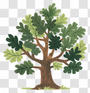 Oak Tree - Cartoon Oak Tree With Green Leaves Transparent PNG
