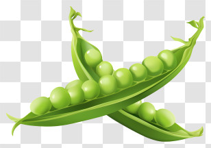 Green Peas - Green Pea Pods Illustration Transparent PNG